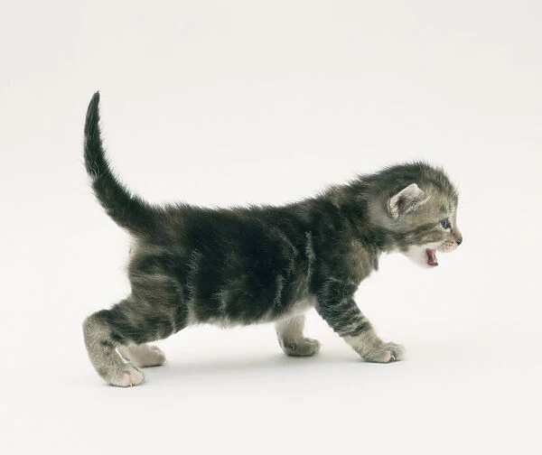 A small brown kitten walking well