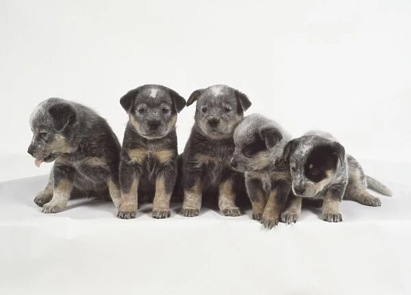 Five small furry gray and tan Australian cattle dog puppies sit side-by-side