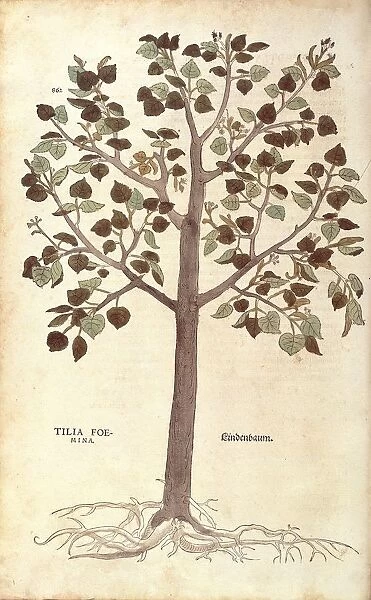 Small-leaved Lime - Tilia cordata (Tilia foemina) by Leonhart Fuchs from De historia stirpium commentarii insignes (Notable Commentaries on the History of Plants) colored engraving, 1542