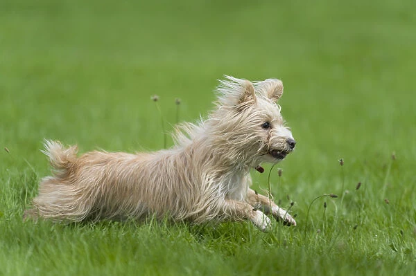 Small mongrel dog running through grass