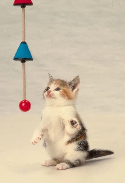 Small tabby and white kitten standing on its hinds legs, playing with toy dangling on string, preparing to grab toys between paws, alert expression