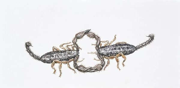 Two small wood-scorpions (Euscorpius flavicaudis), illustration