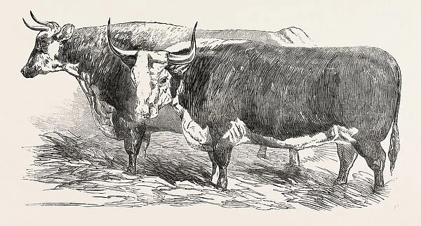 Smithfield Club Prize Cattle: Mr. Joseph Gilletts Durham