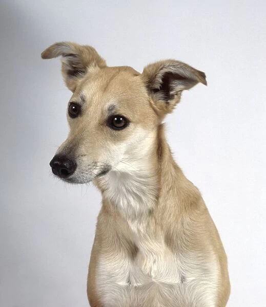 Smooth-haired Lurcher dog, front view