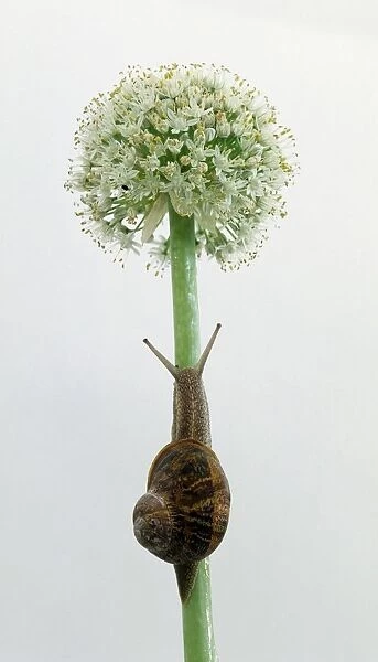 Snail climbing up flower stem, close-up