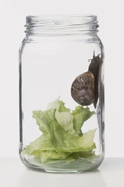 Snail crawling along inside of a jar containing lettuce leaves