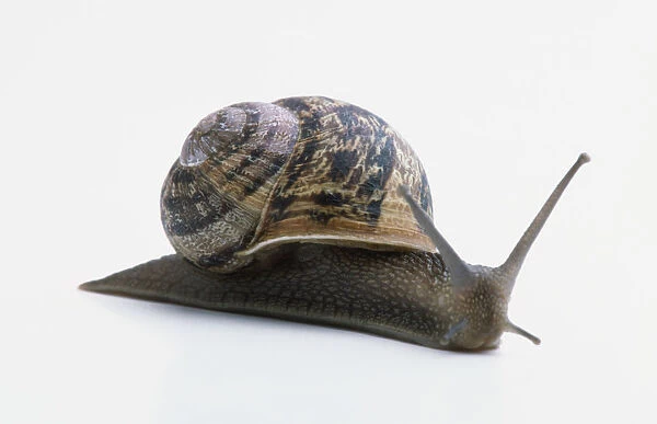 A snail out of its shell