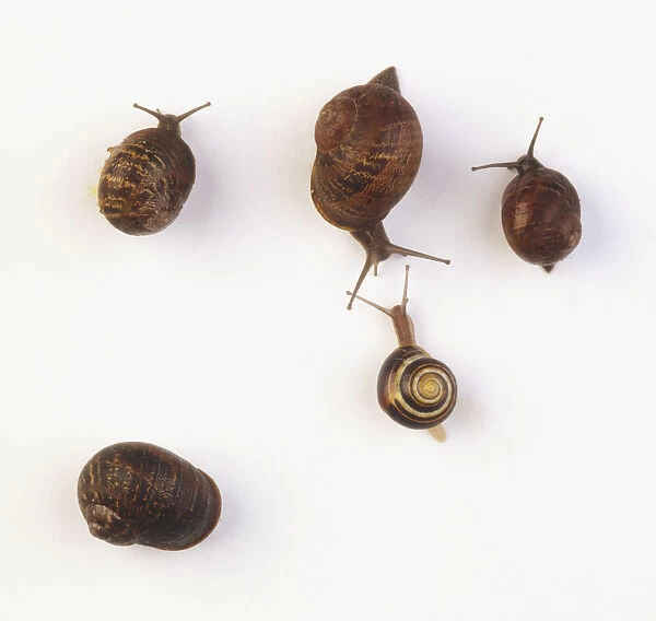 Five snails, four of them with their heads out