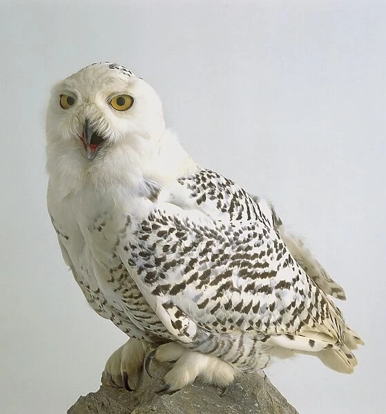 Snowy owl (Bubo scandiacus), side view