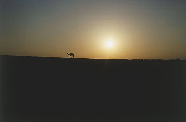 Solitary camel, near Madaba, Jordan, silhouetted against the skyline at sunset
