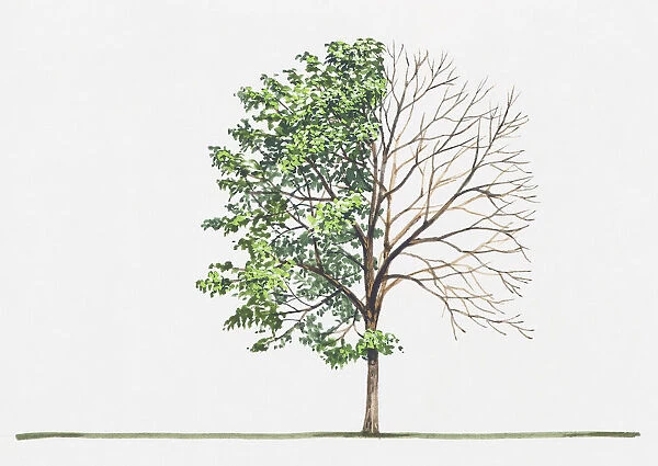 Sorbus latifolia (Service tree of Fontainebleau)