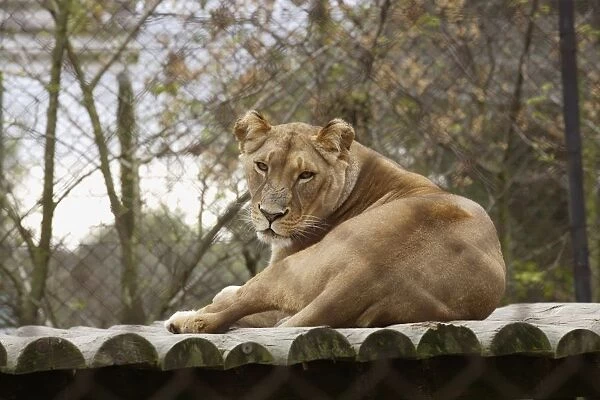 South Africa, Cape Town, Tygerberg Zoo, female lion, looking at camera