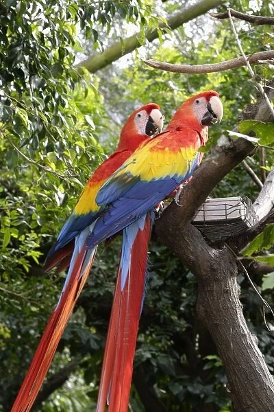 South Africa, Cape Town, World of Birds bird park, Scarlet macaws (Ara macao) perching on a tree branch, side view