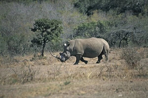 South Africa, Hluhluwe Umfolozi Park, a male White Rhinoceros (Ceratotherium simum) walking through grasslands