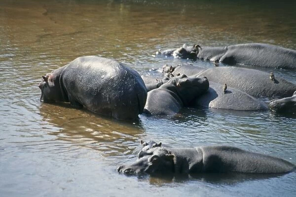 South Africa, Kruger National Park, family of hippopotamus (Hippopotamus amphibius) in the water