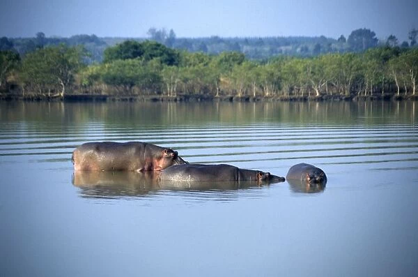 South Africa, KwaZulu-Natal, St Lucia Estuary, group of Hippopotamus basking in the water