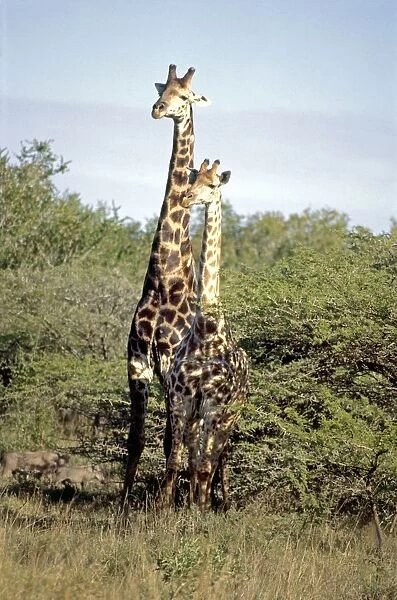 South Africa, Phinda Reserve, Giraffe (Giraffa camelopardalis), female and young