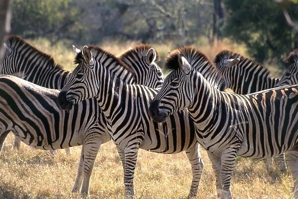 South Africa, Singita Reserve, Plains Zebra (Equus burchelli)