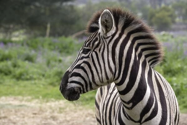 South Africa, Tygergerber Burchells zebra, head in profile, close-up