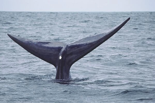 South Africa, Walker Bay, Southern Right Whale (Eubalaena australis) tail fin above water