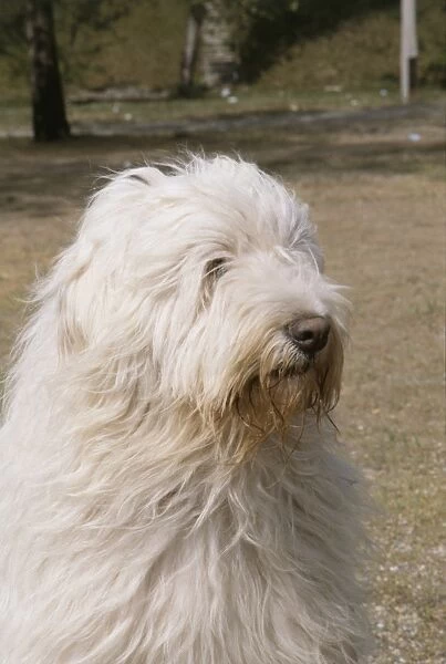 South Russian Ovcharka (South Russian Sheepdog), close-up