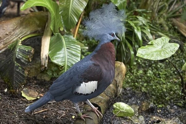 Southern crowned pigeon (Goura scheepmakeri sclateri)