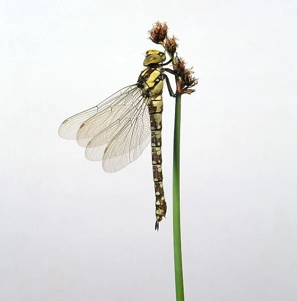 Southern hawker dragonfly (Aeshna cyanea), female perching on flower stem