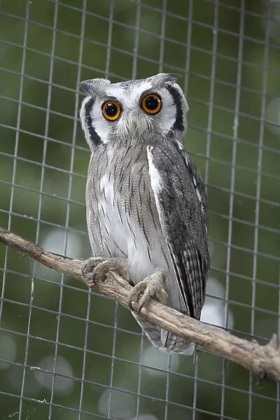 Southern White Faced Owl (Ptilopsis granti) perching on branch