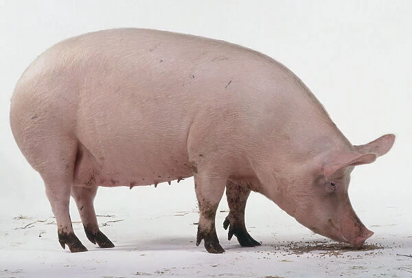Sow, aged one and a half years, teets on underbelly, pink skin with fine white hairs, large upright ears, long snout, small eyes, four-toed, standing, sniffing ground, side view