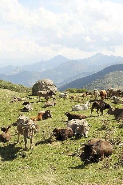 Spain, Cantabria, Puerto de San Glorio, herd of cows in mountain landscape