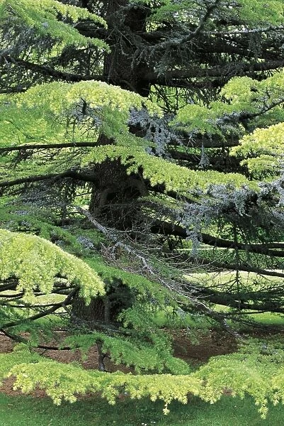 Spain, Castile-Leon, La Granja de San Ildefonso, branches of Lebanon cedar tree in gardens at Parterre of Andromeda
