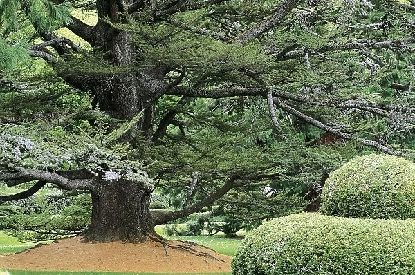 Spain, Castile-Leon, La Granja de San Ildefonso, Lebanon cedar tree in gardens at Parterre of Andromeda