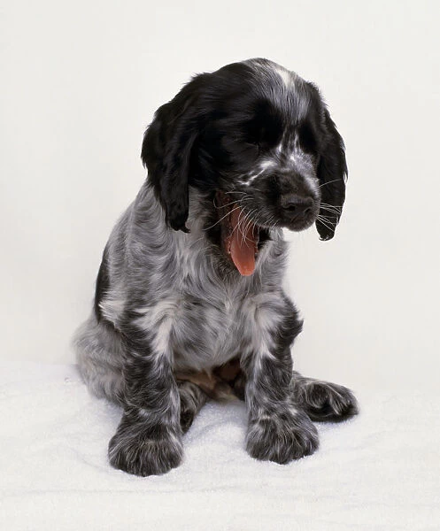 A Spaniel puppy yawning