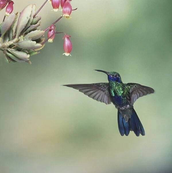 Sparkling Violet-Ear (Colibri coruscans), bird hovering under flower, wings outstretched and tail feathers fanned out