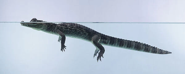 Spectacled caiman (Caiman crocodilus) swimming, head half-submerged