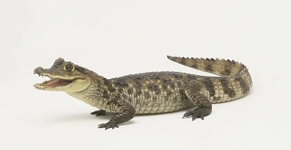 Spectacled Caiman (Caiman crocodilus), side view