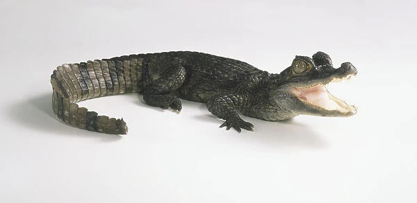 Spectacled Caiman (Caimanus crododilus) with its jaws open, side view