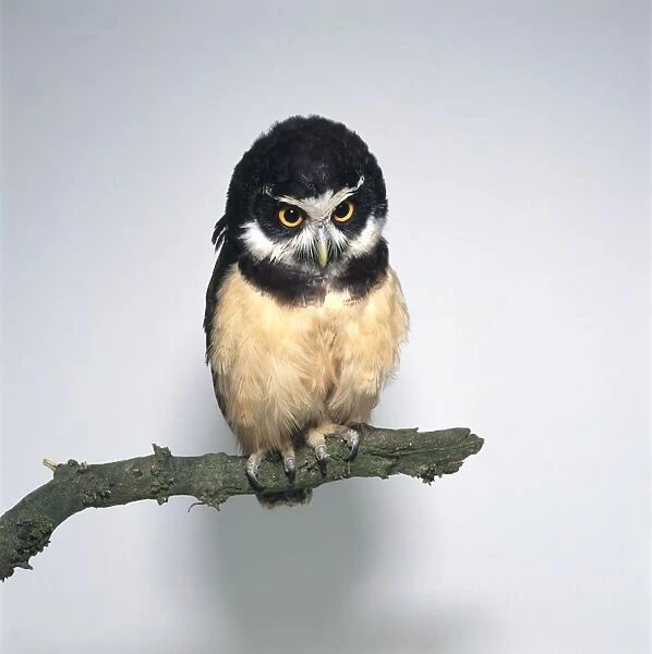 Spectacled Owl (Pulsatrix perspicillata) perching on branch