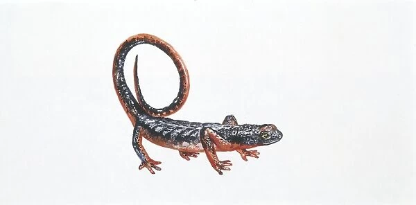 Spectacled Salamander (Salamandrina terdigitata), illustration