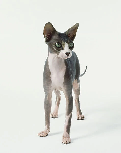 Sphynx cat (Felis silvestris), covered in short, silky down, white front, half white, half grey face, grey body, large green eyes and jugged ears, front view