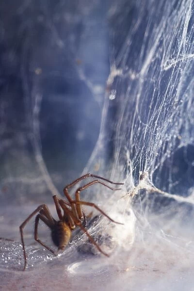 Spider with insect caught in its web