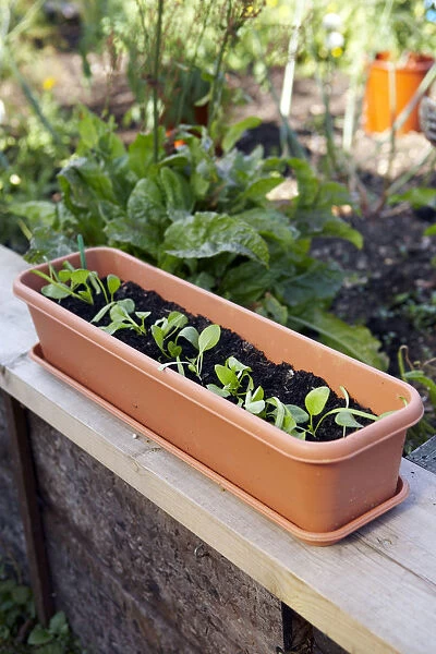 Spinach seedlings in long plant container