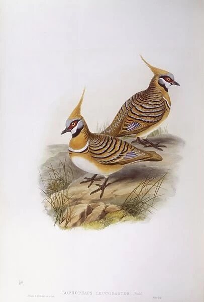 Spinifex pigeon (Lophophaps or Geophaps plumifera leucogaster), Engraving by John Gould