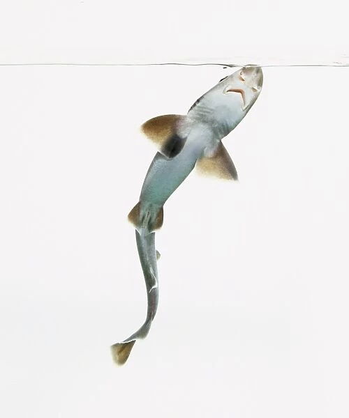 Spinner shark (Carcharhinus brevipinna), underside
