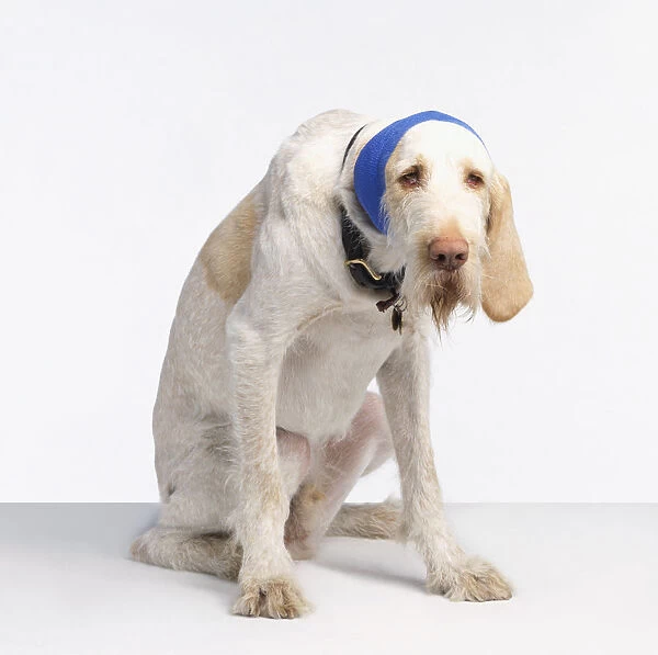 Spinone dog with its ear bandaged