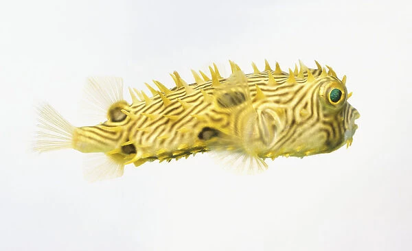 Spiny Boxfish