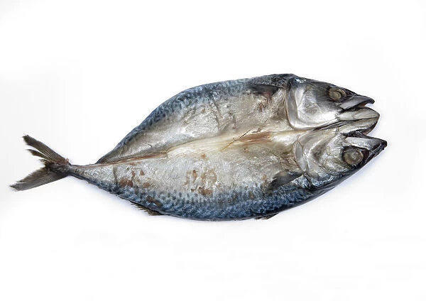 Split mackerel cut in half on white background
