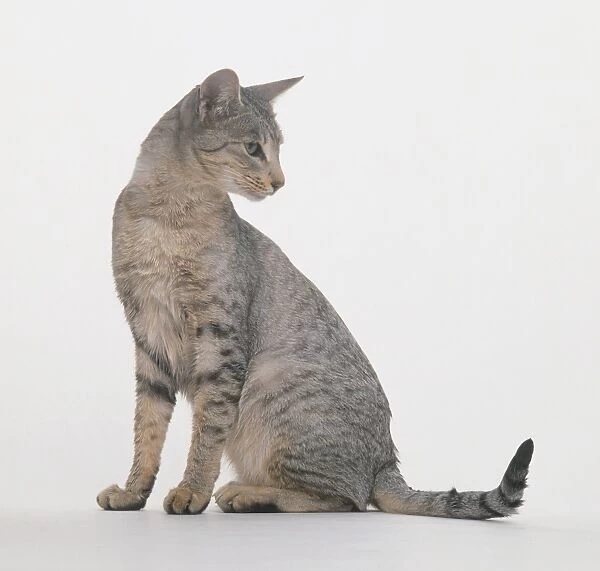 Spotted Egyptian Mau cat, seated, looking over shoulder