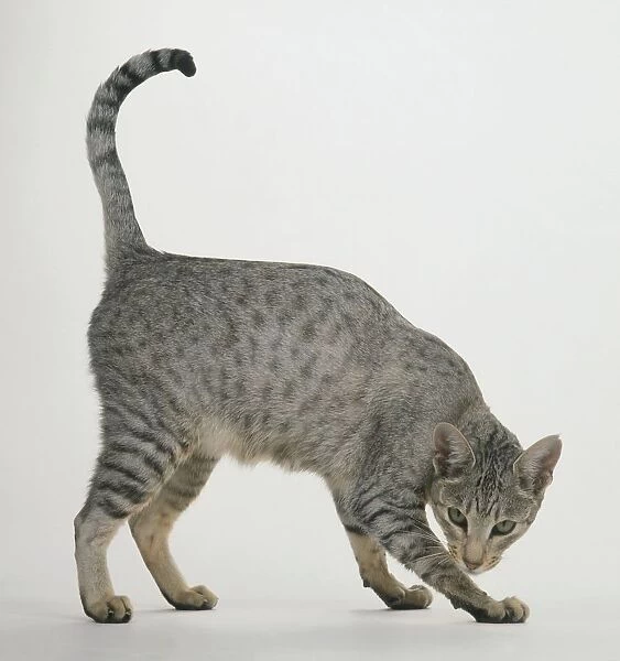 Spotted Egyptian Mau cat, side view, looking at camera