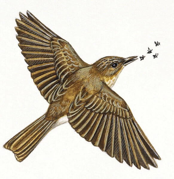 Spotted flycatcher, muscicapa striata, flying and catching insects